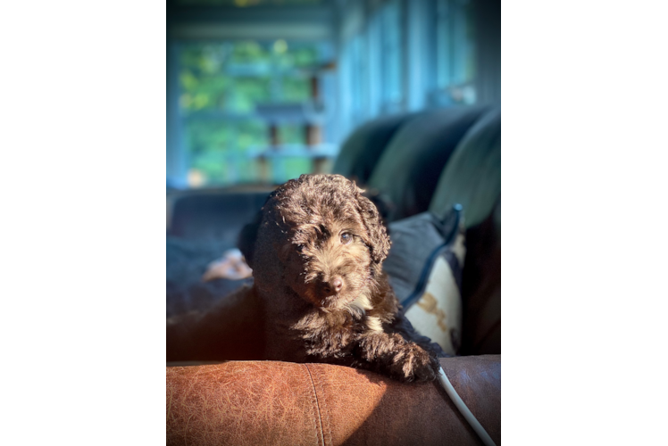 Mini Aussiedoodle Pup Being Cute