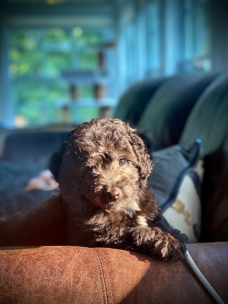 Adorable Aussiepoo Poodle Mix Pup