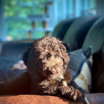 Adorable Aussiepoo Poodle Mix Pup