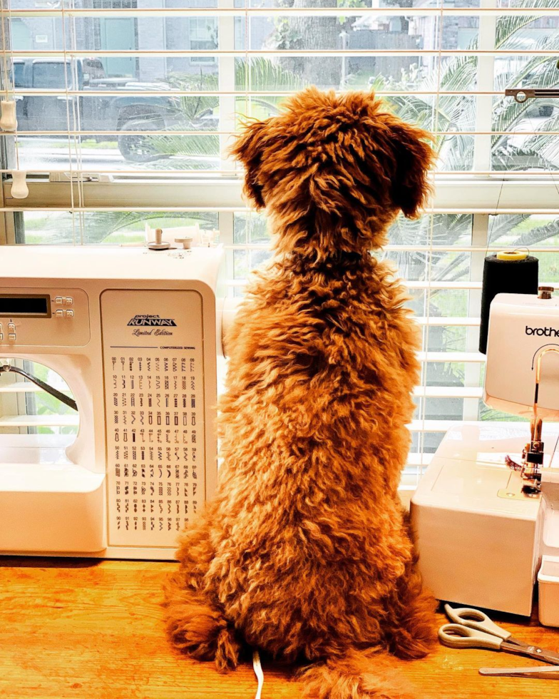 Popular Cockapoo Poodle Mix Pup