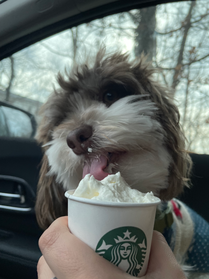 Happy Havanese Pup in