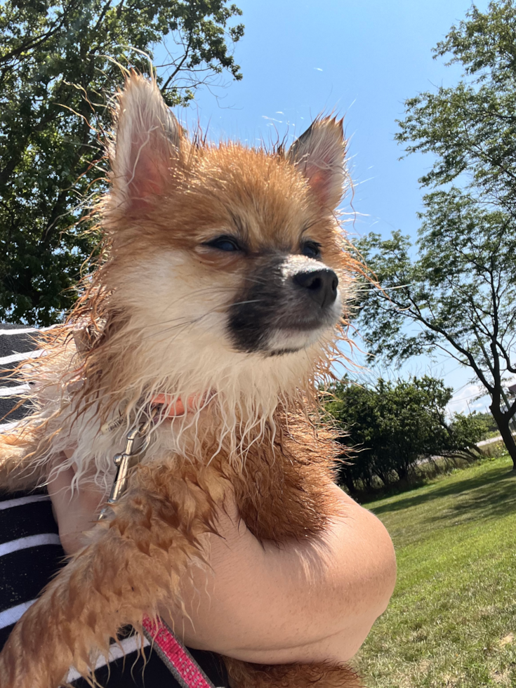 Friendly Pomeranian Pup