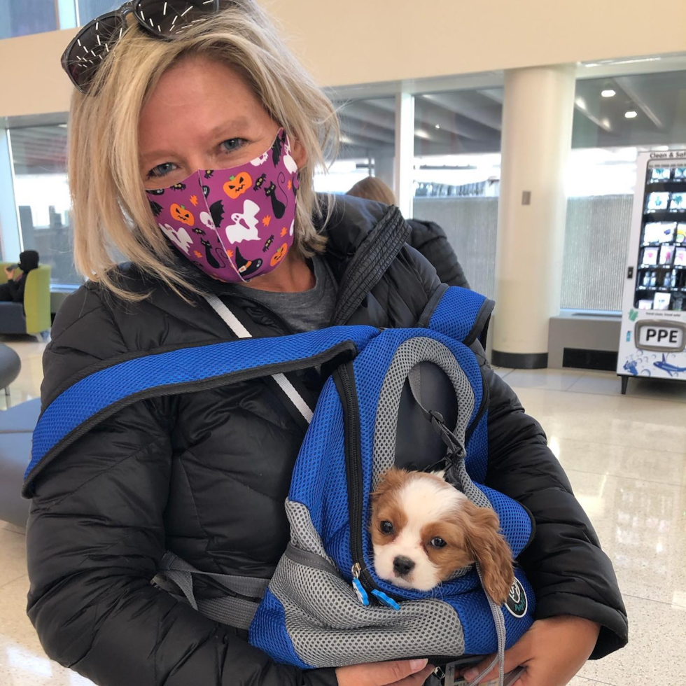 Friendly Cavalier King Charles Spaniel Purebred Pup