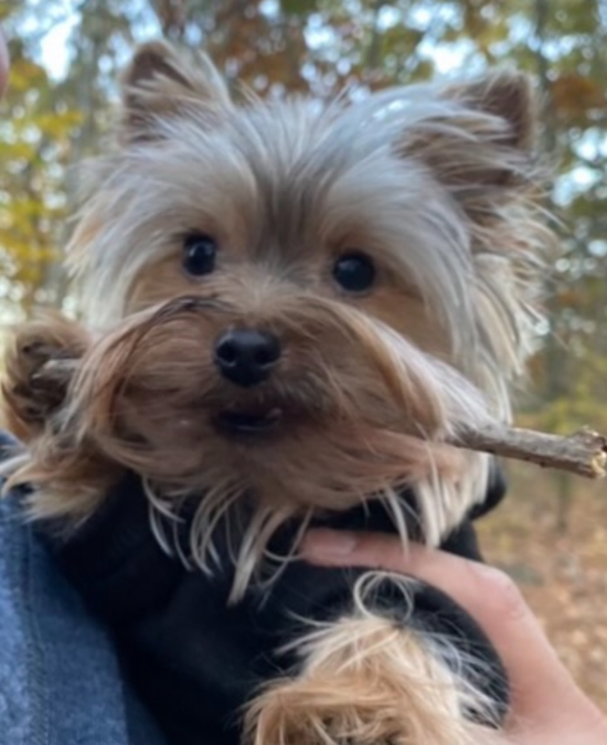 Akc Registered Yorkshire Terrier Purebred Pup