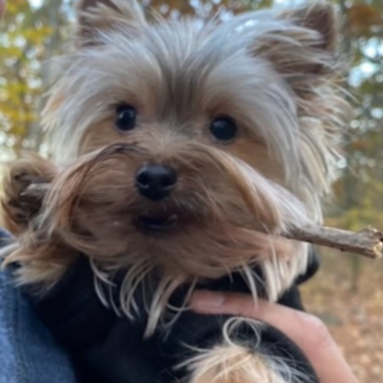 Akc Registered Yorkshire Terrier Purebred Pup