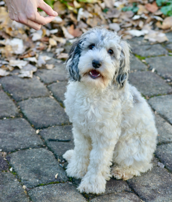 Adorable Cockerpoo Poodle Mix Pup