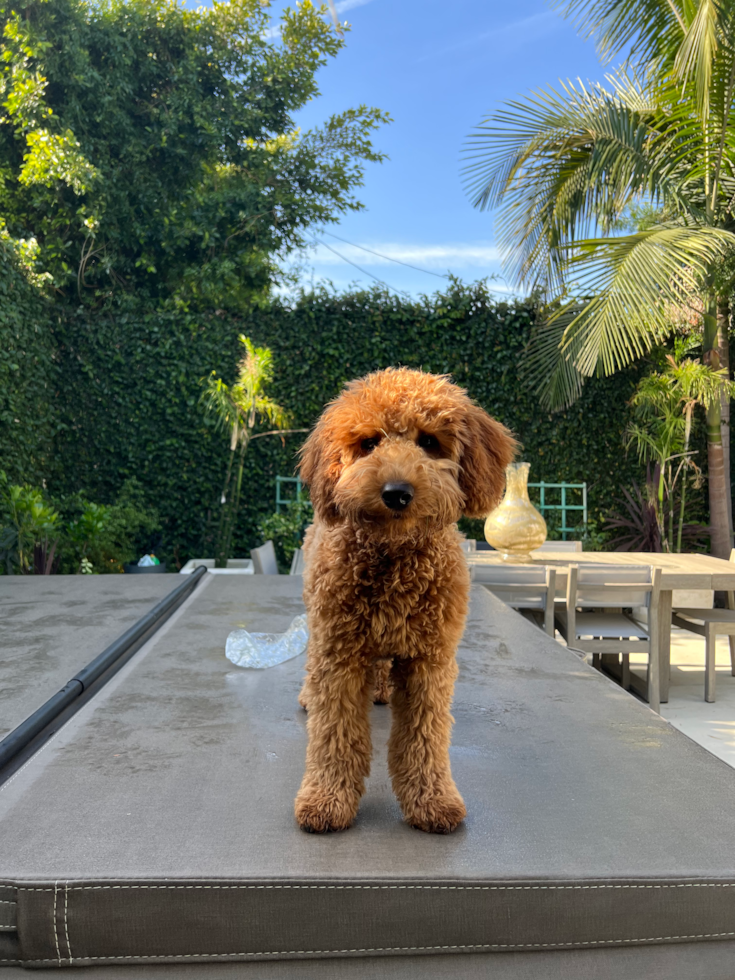 Mini Goldendoodle Being Cute