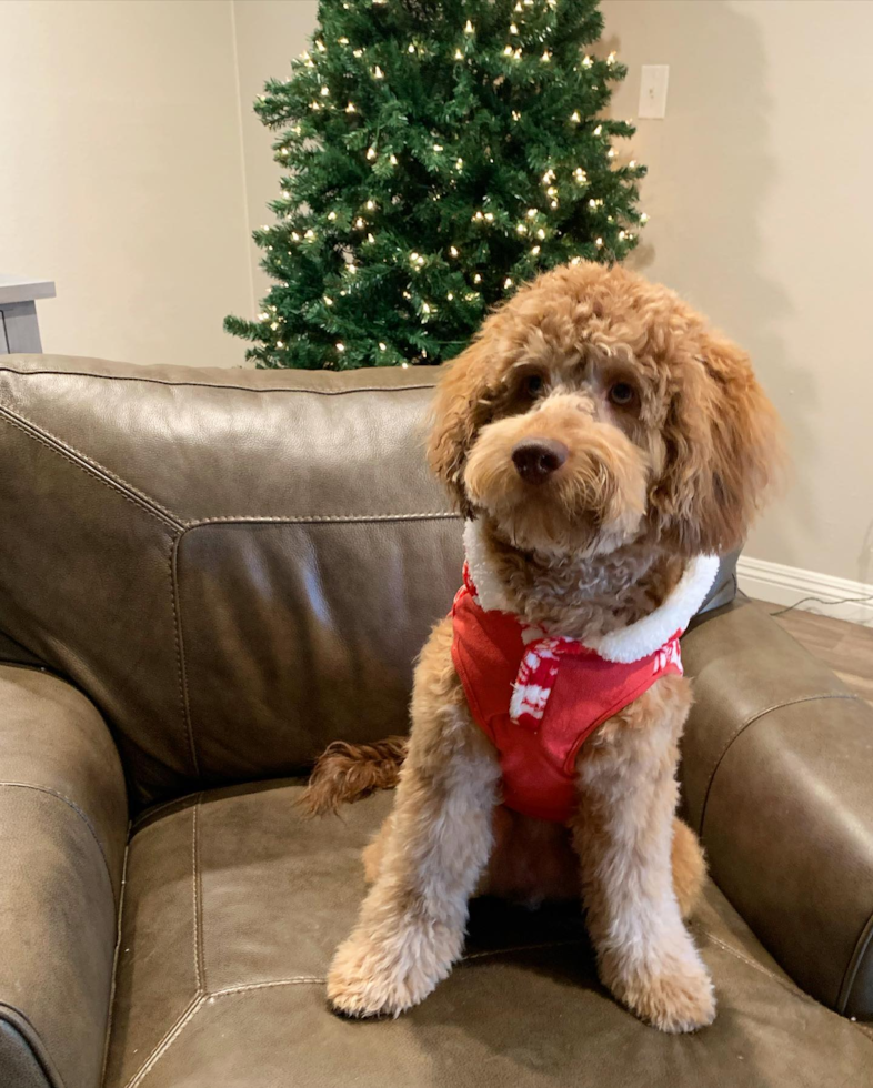 Mini Labradoodle Being Cute