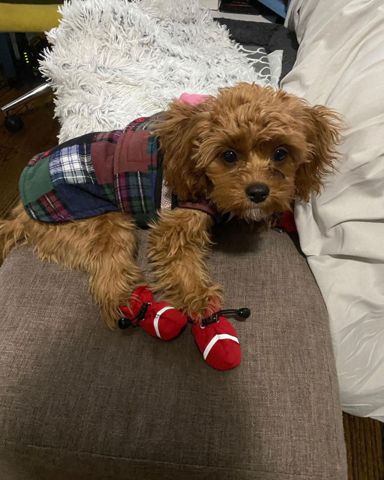 Cute Cavapoo Pup