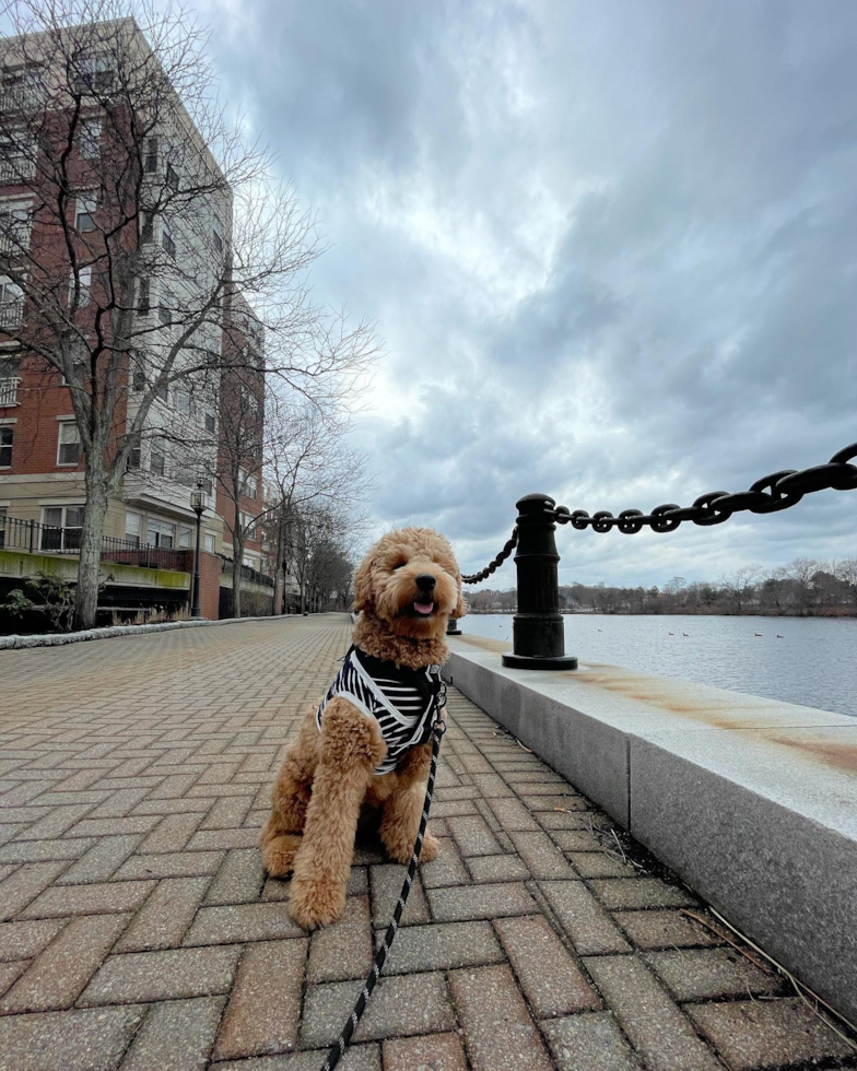 Petite Mini Goldendoodle Poodle Mix Pup