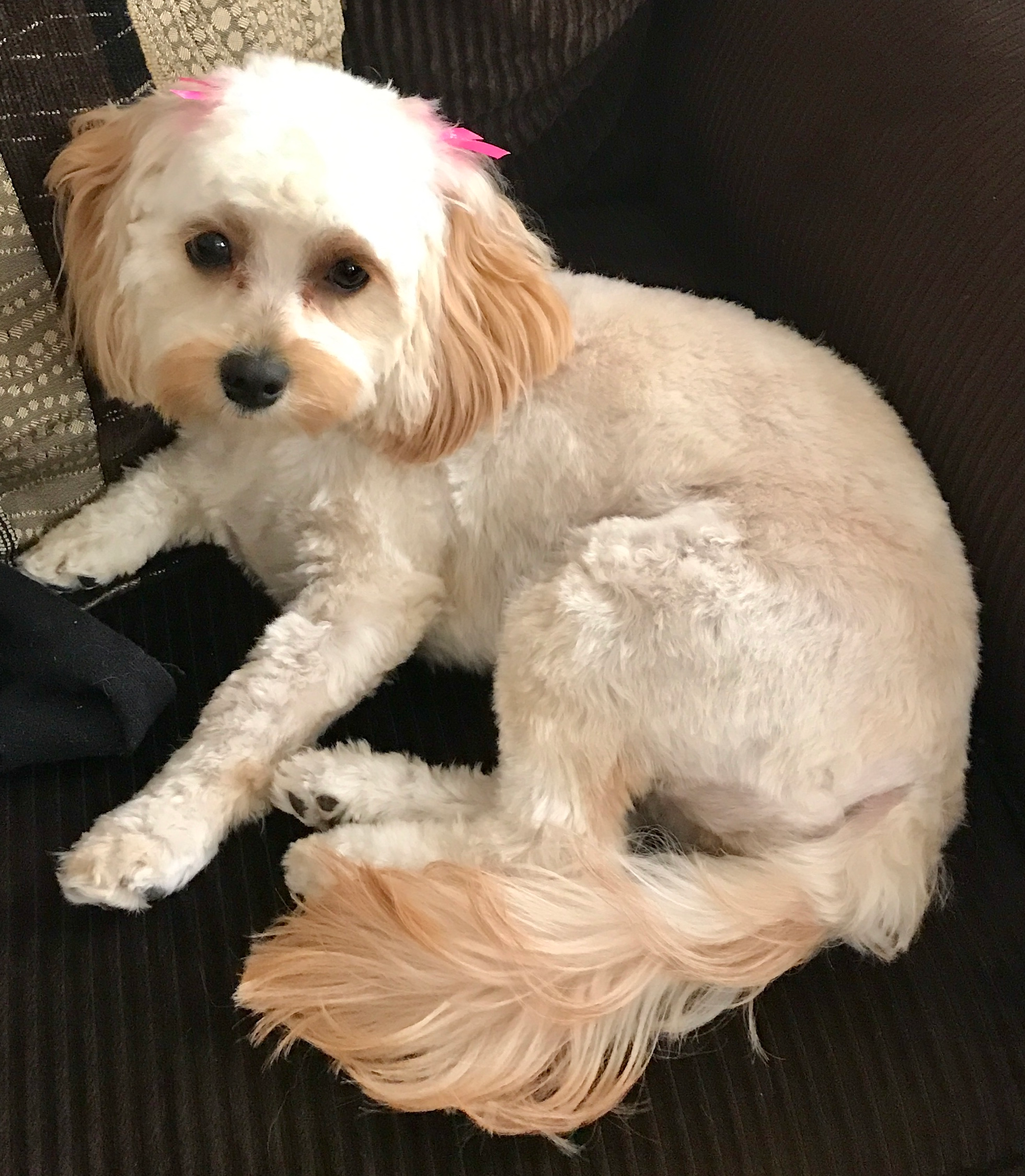 Best Cavachon Baby