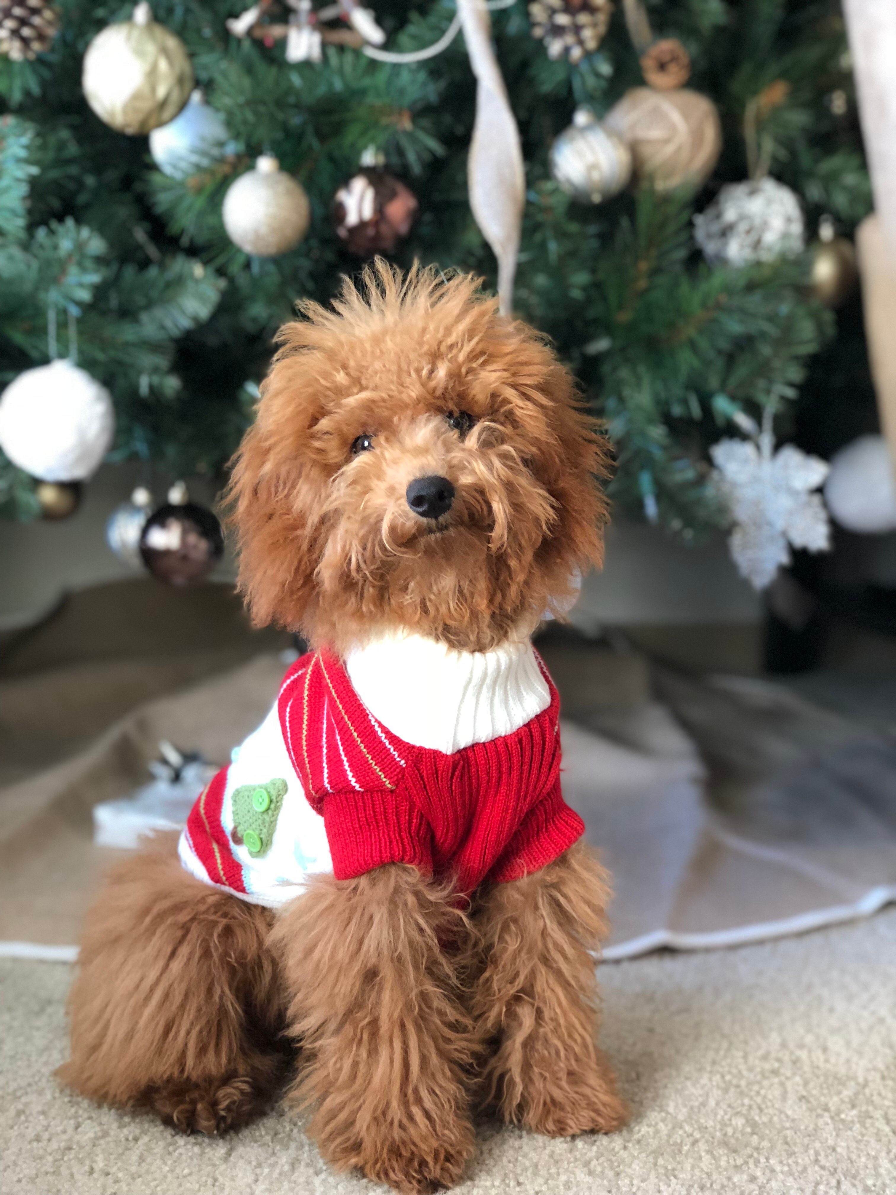 Popular Poodle Baby