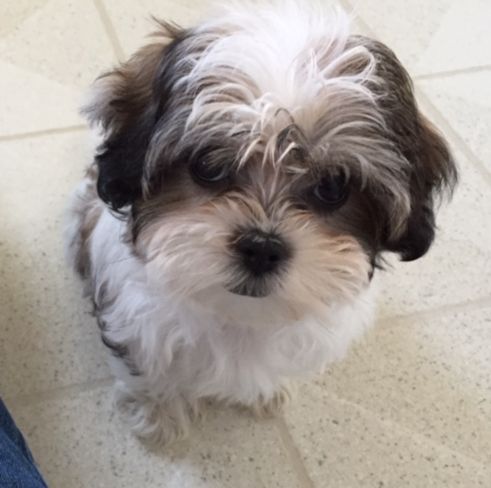 Friendly Teddy Bear Pup in Oregon Coast