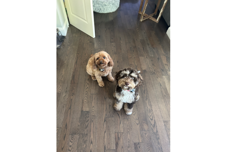 Cockapoo Pup Being Cute