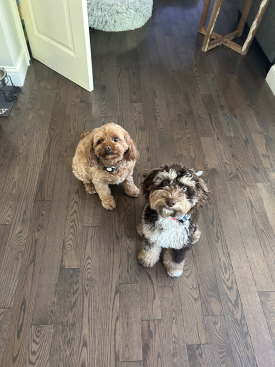 Sweet Cockapoo Pup