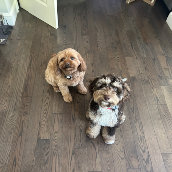 Sweet Cockapoo Pup