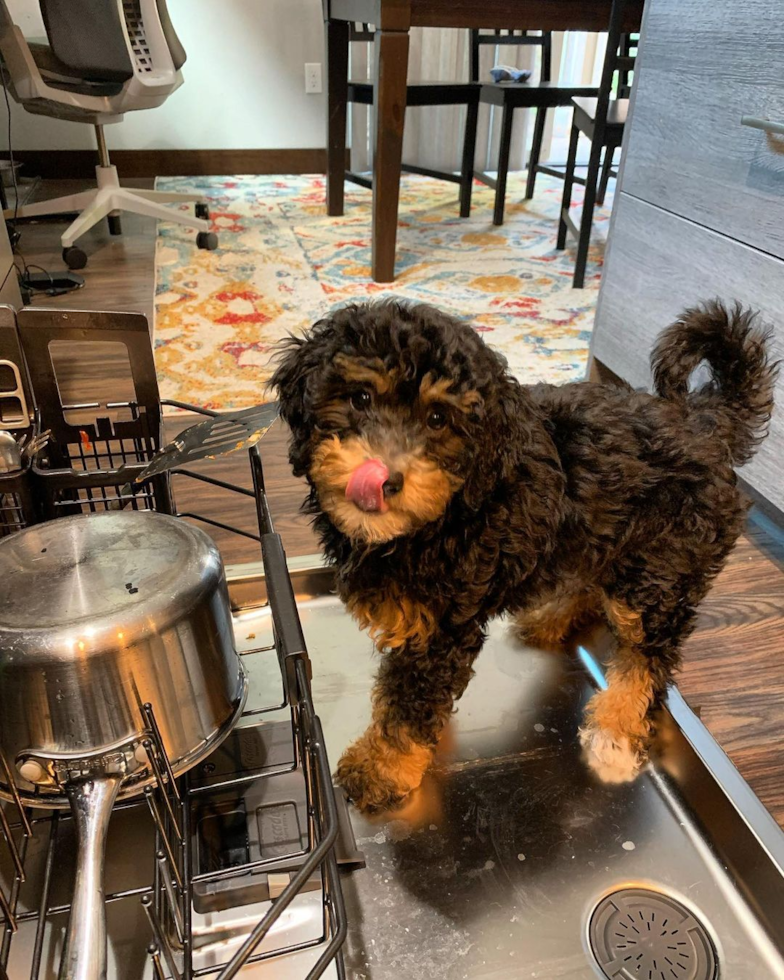 Friendly Mini Bernedoodle Pup in Lynnwood WA