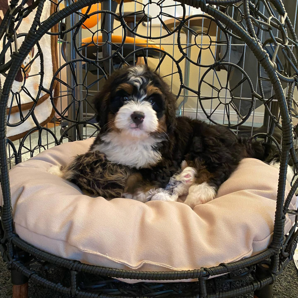 Playful Bernadoodle Poodle Mix Pup