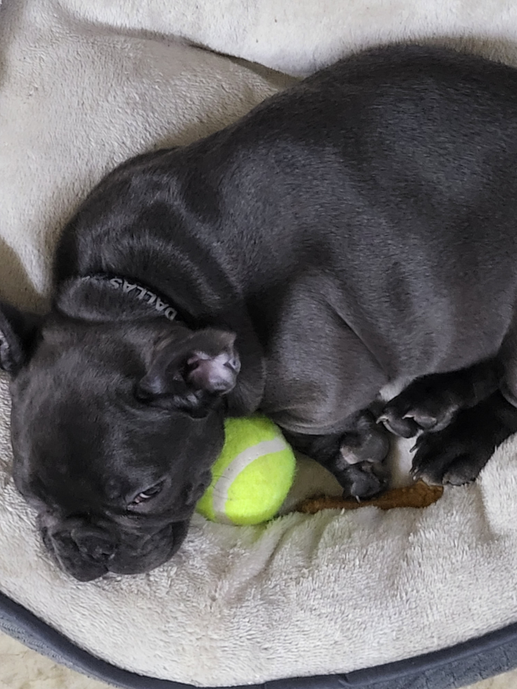 French Bulldog Being Cute