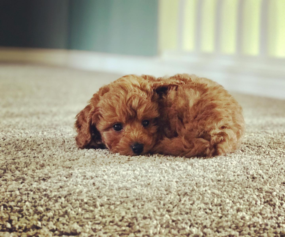 Bellevue Cavapoo Pup