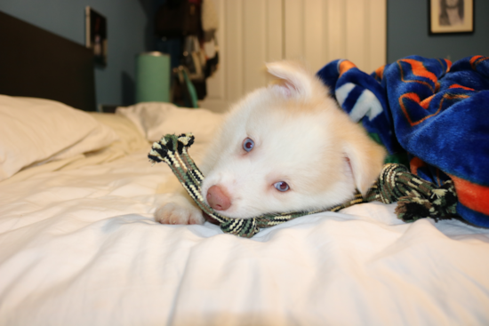 Small Pomsky Pup in COCONUT FL