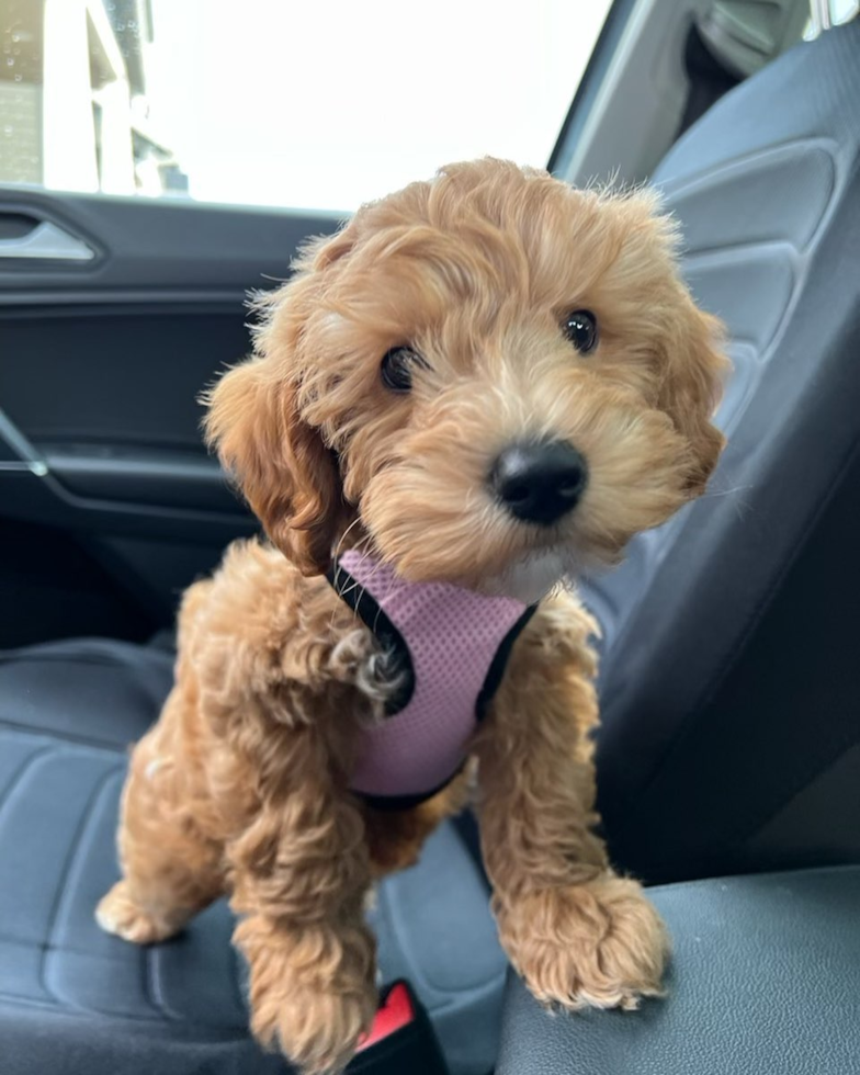 Popular Mini Goldendoodle Poodle Mix Pup