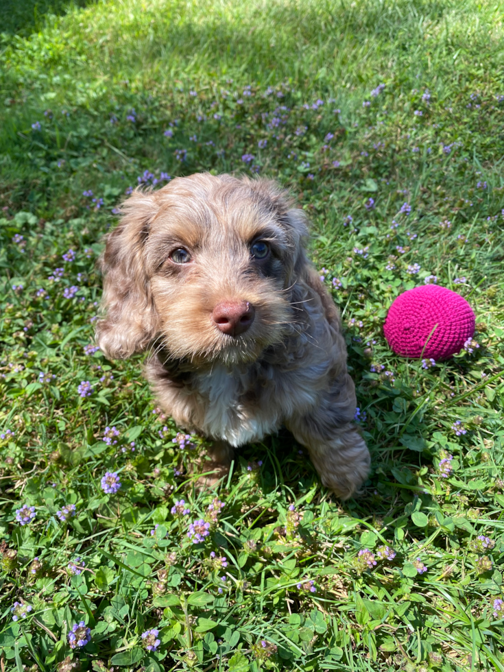 Sweet Cockapoo Pup in Perkasie PA