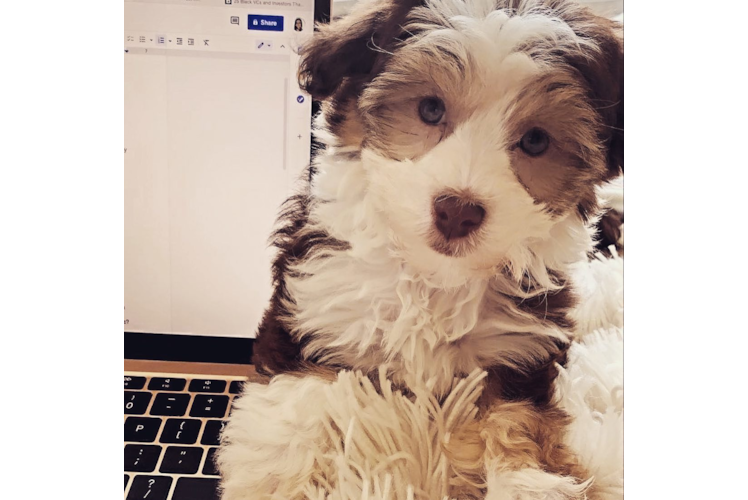 Little Havanese Purebred Pup