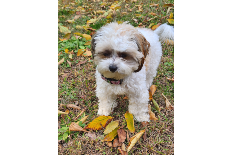 Small Shih Poo Baby