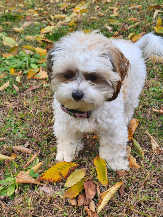 Shih Poo Pup