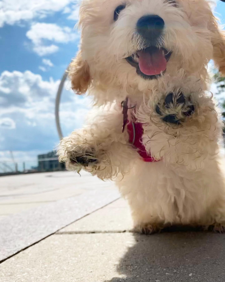 Little Bichpoo Poodle Mix Pup