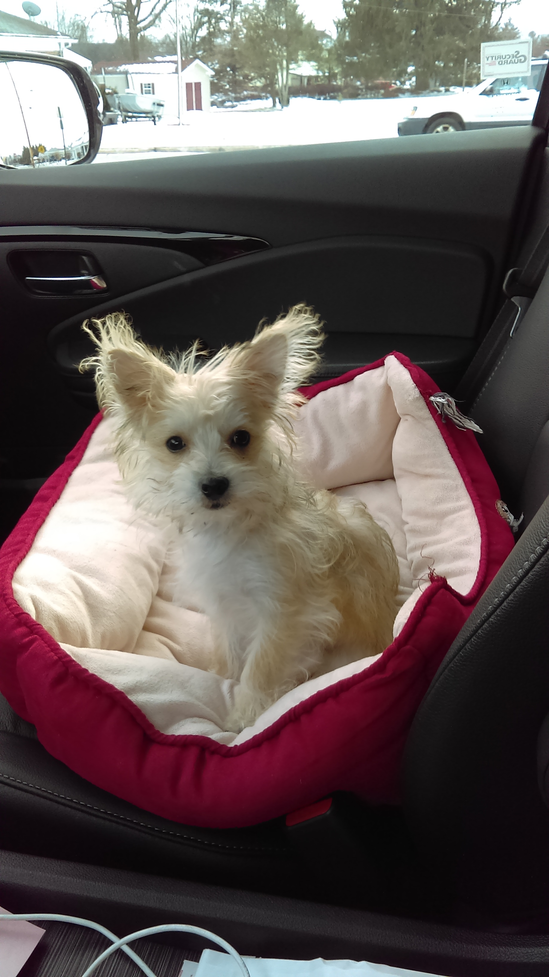 Best Morkie Baby