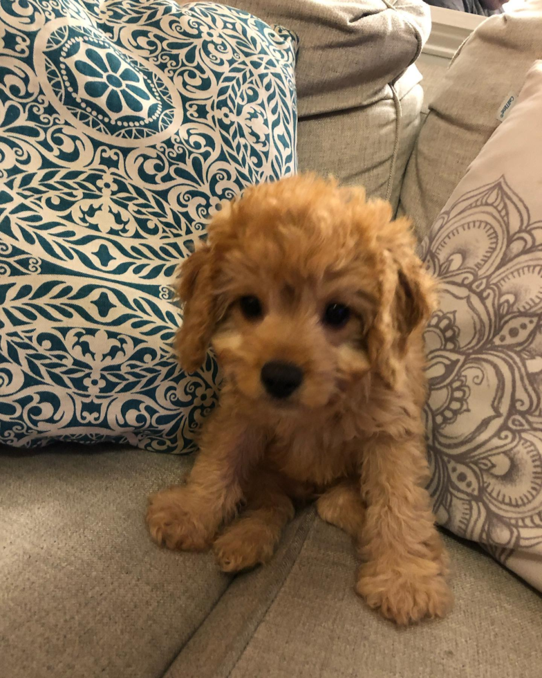 Small Cavapoo Pup in Laurel MD