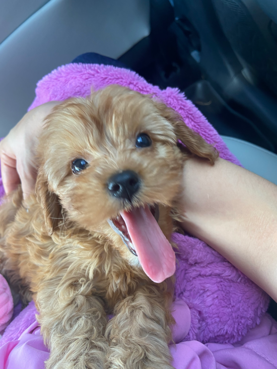 Farmington Hills Cavapoo Pup