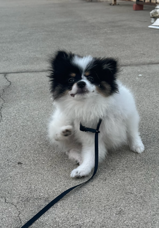 Pomeranian