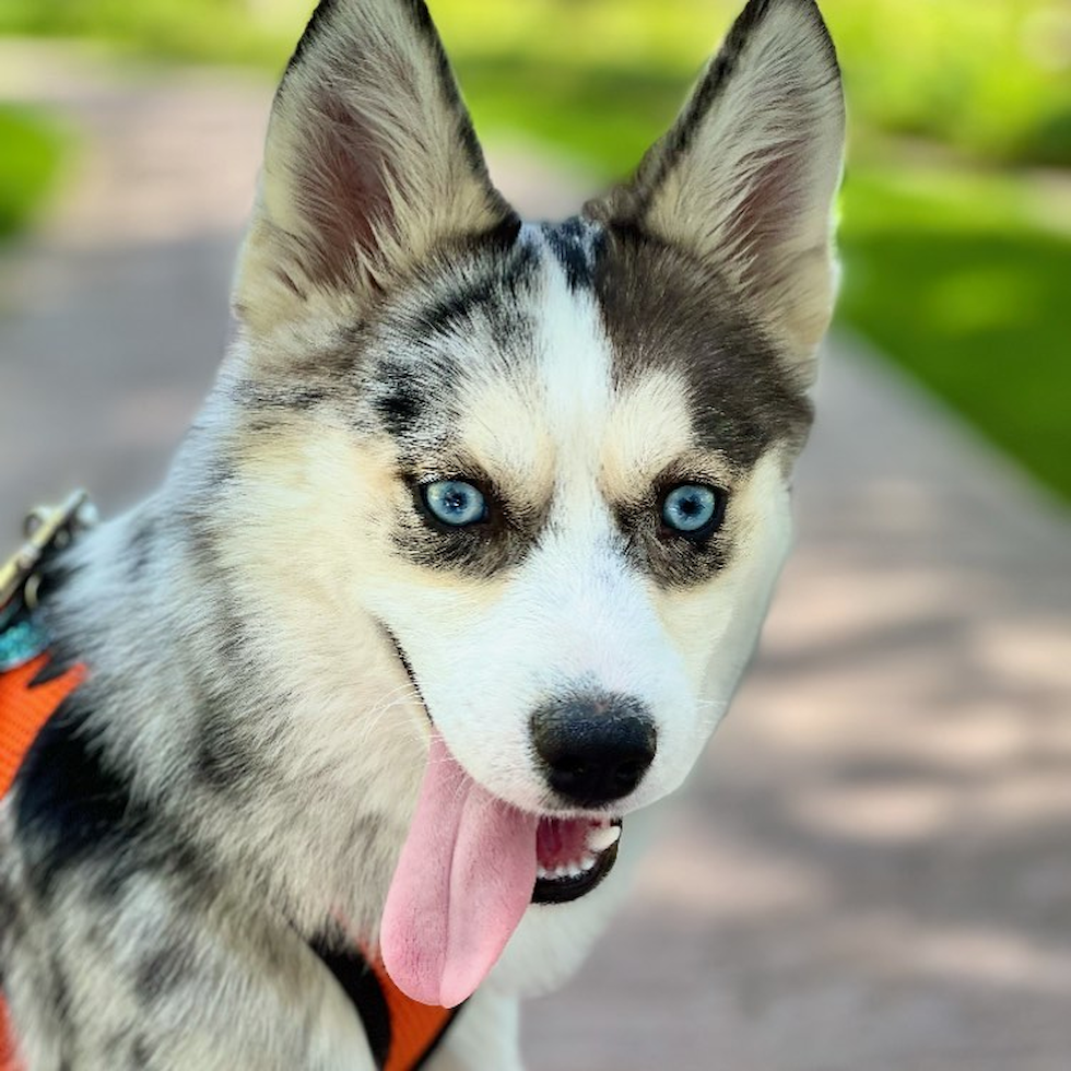 Pomsky Being Cute