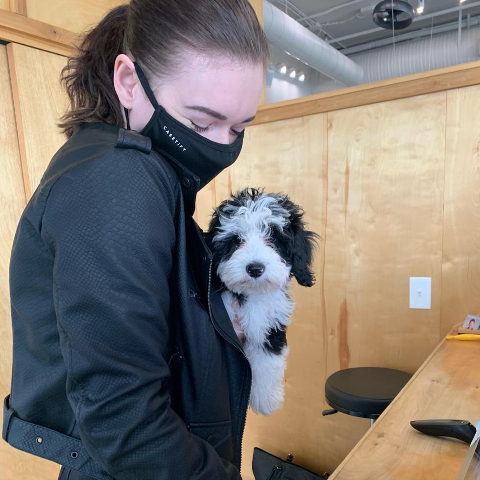 Sweet Mini Sheepadoodle Pup in Nashville TN