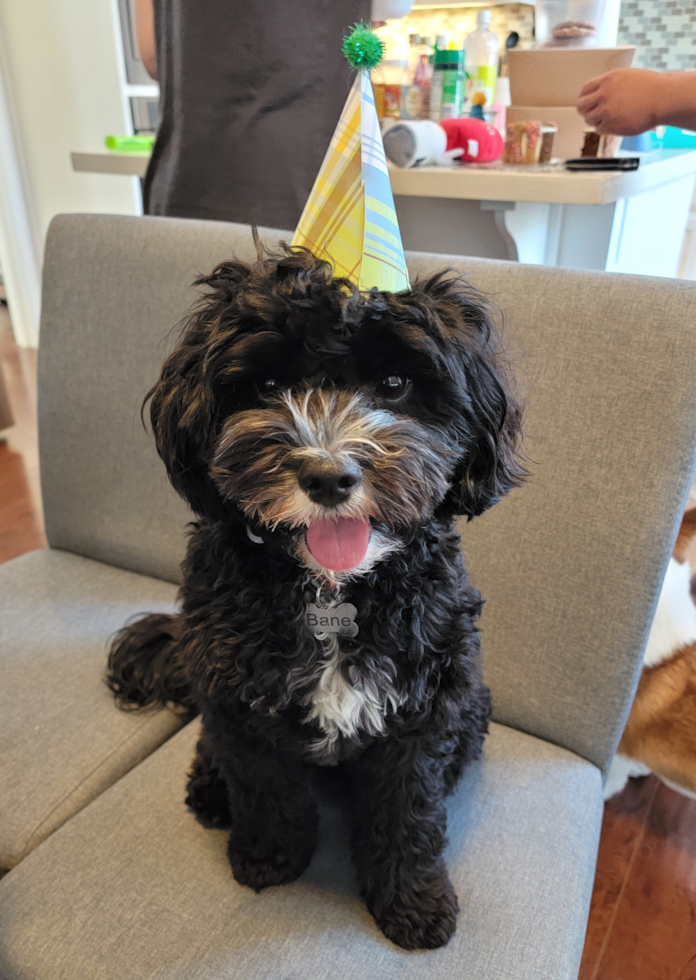 Fluffy Cockapoo Poodle Mix Pup