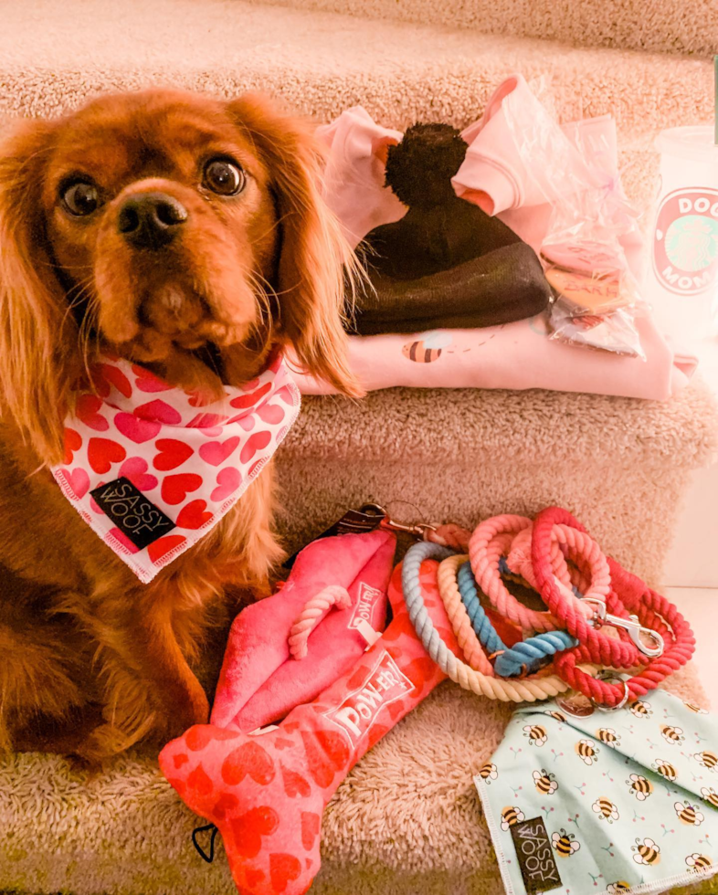 Hypoallergenic Cavalier King Charles Spaniel Purebred Pup