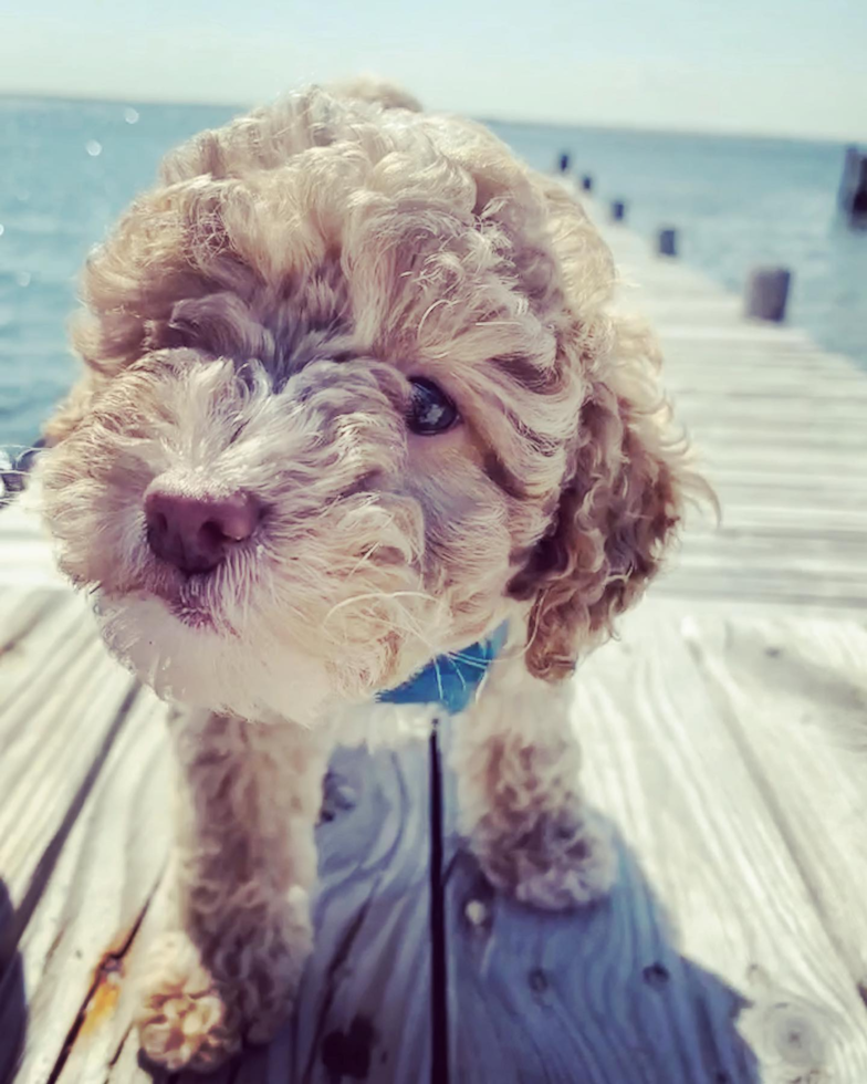 Happy Poodle Pup in Harvey Cedars NJ