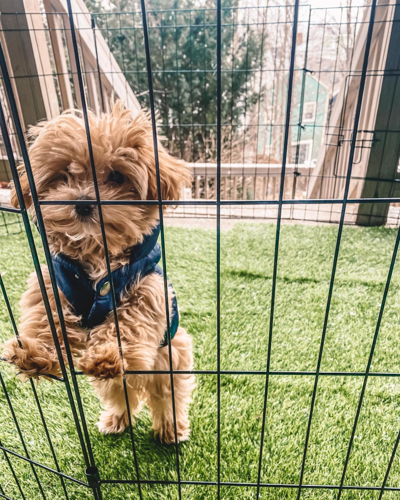 Boston Maltipoo Pup