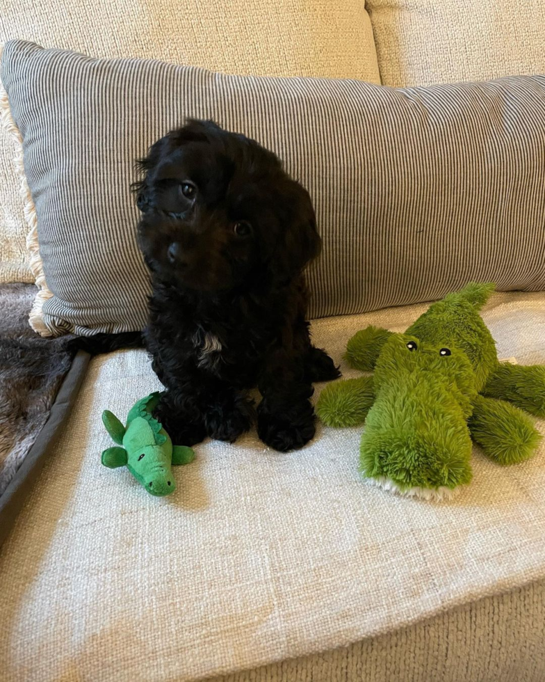 Energetic Cavoodle Poodle Mix Pup