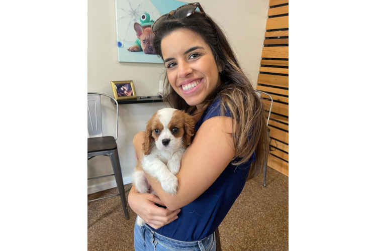 Popular Cavalier King Charles Spaniel Baby