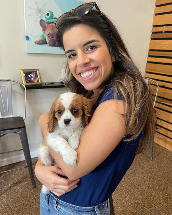 Small Cavalier King Charles Spaniel Purebred Pup