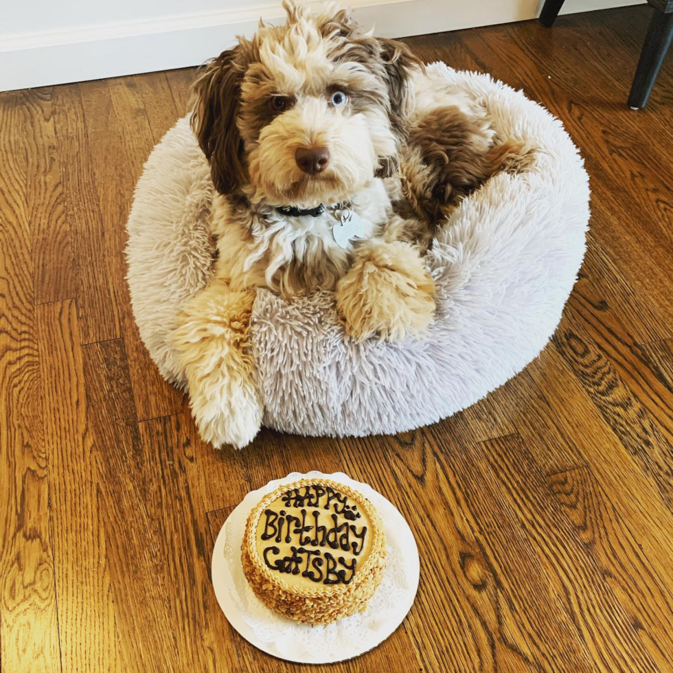 Friendly Mini Aussiedoodle Pup in Encino CA