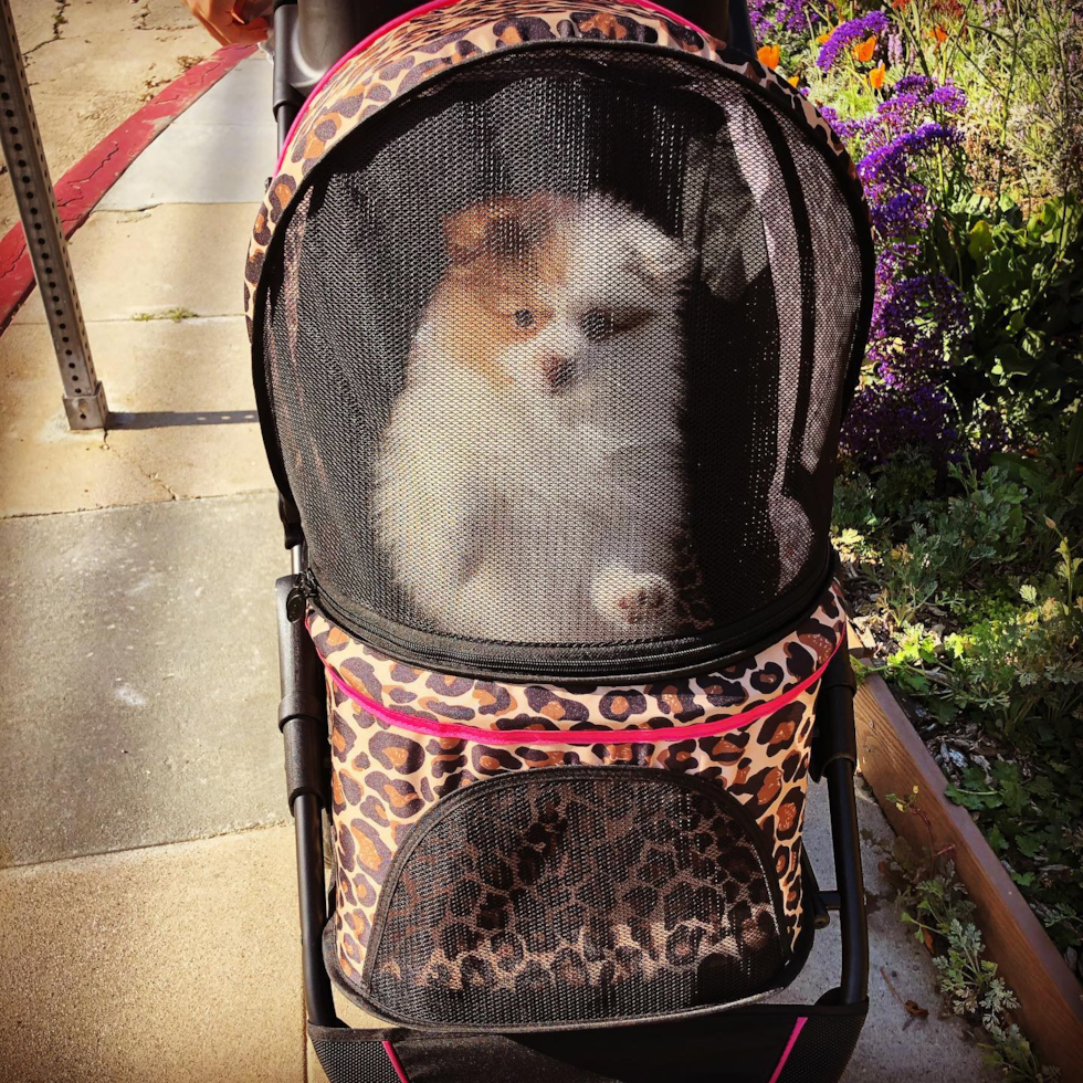 Smart Pomeranian Pup in Los Angeles CA