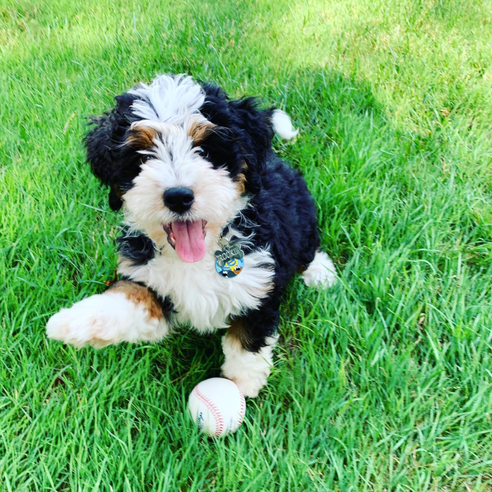 BLOOMFIELD HILLS Mini Bernedoodle Pup