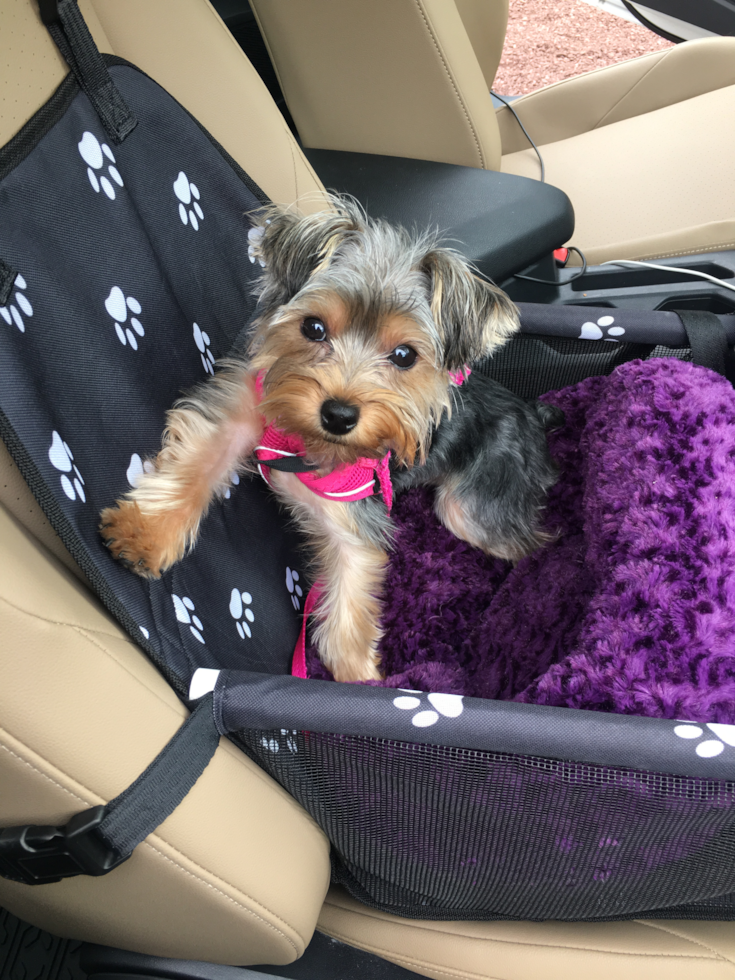 Small Yorkshire Terrier Purebred Pup