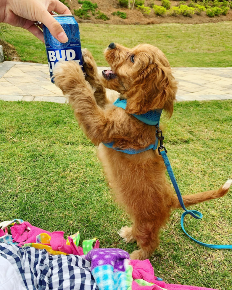 Decatur Cavapoo Pup