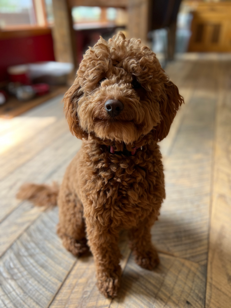 Friendly Mini Goldendoodle Pup in Wayzata MN